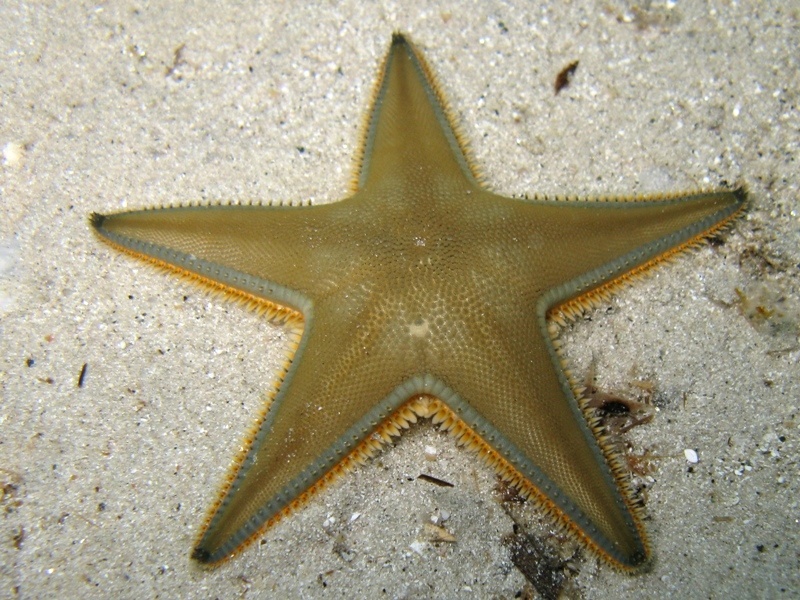 Astropecten jonstoni (Delle Chiaje, 1827)